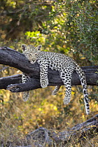 Leopard (Panthera pardus) four-month-old cub in tree, Jao Reserve, Botswana