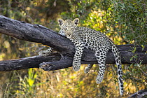 Leopard (Panthera pardus) four-month-old cub in tree, Jao Reserve, Botswana