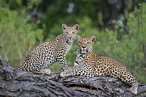 Leopard (Panthera pardus) mother and eight-month-old cub, Jao Reserve, Botswana