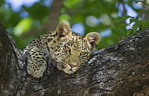 Leopard (Panthera pardus) eight-month-old cub in tree, Jao Reserve, Botswana