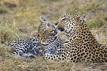 Leopard (Panthera pardus) eight-month-old cub playing with mother, Jao Reserve, Botswana