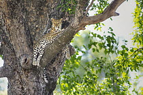 Leopard (Panthera pardus) female in tree, Jao Reserve, Botswana