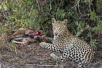 Leopard (Panthera pardus) one-year-old cub feedin on Greater Kudu (Tragelaphus strepsiceros) calf kill, Jao Reserve, Botswana