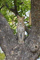 Leopard (Panthera pardus) one-year-old cub in tree, Jao Reserve, Botswana