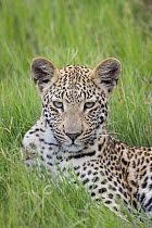 Leopard (Panthera pardus) one-year-old cub, Jao Reserve, Botswana