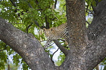 Leopard (Panthera pardus) one-year-old cub in tree, Jao Reserve, Botswana