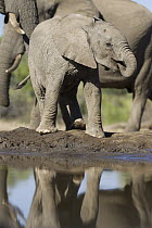African Elephant (Loxodonta africana) calf drinking at waterhole, Mashatu Game Reserve, Botswana