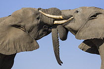 African Elephant (Loxodonta africana) pair fighting, Mashatu Game Reserve, Botswana