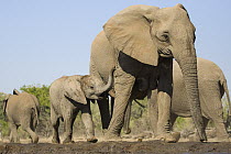 African Elephant (Loxodonta africana) mother and calf, Mashatu Game Reserve, Botswana