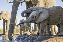 African Elephant (Loxodonta africana) calves drinking at waterhole, Mashatu Game Reserve, Botswana