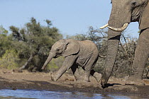 African Elephant (Loxodonta africana) mother and calf at waterhole, Mashatu Game Reserve, Botswana