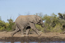 African Elephant (Loxodonta africana) calf running at waterhole, Mashatu Game Reserve, Botswana