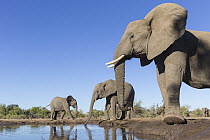 African Elephant (Loxodonta africana) trio at waterhole, Mashatu Game Reserve, Botswana