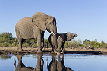 African Elephant (Loxodonta africana) mother and calf drinking at waterhole, Mashatu Game Reserve, Botswana