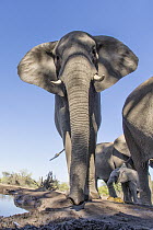 African Elephant (Loxodonta africana) at waterhole, Mashatu Game Reserve, Botswana