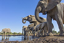 African Elephant (Loxodonta africana) herd drinking at waterhole, Mashatu Game Reserve, Botswana