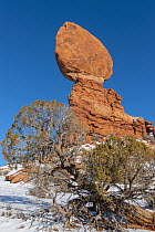 Western Juniper (Juniperus occidentalis) and sandstone formation, Balanced Rock, Arches National Park, Utah