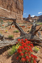 Paintbrush (Castilleja sp) flowers, Arches National Park, Utah