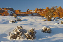 Western Juniper (Juniperus occidentalis) tree winter and Delicate Arch, Arches National Park, Utah