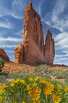 Mule-ears (Wyethia amplexicaulis) flowers at the The Organ, Arches National Park, Utah