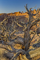 DJuniper (Juniperus sp) dead tree and Delicate Arch, Arches National Park, Utah