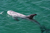 Risso's Dolphin (Grampus griseus) surfacing, North America