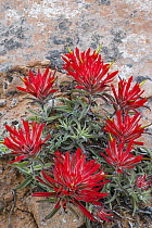 Paintbrush (Castilleja sp) flowers, Arches National Park, Utah