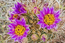 Whipple's Fishhook Cactus (Sclerocactus whipplei) flowering, Arches National Park, Utah