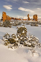 Western Juniper (Juniperus occidentalis) trees and Balanced Rock in winter, Arches National Park, Utah