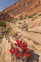 Claret Cup Cactus (Echinocereus triglochidiatus) flowering in desert, Arches National Park, Utah