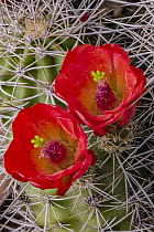 Claret Cup Cactus (Echinocereus triglochidiatus) flowering, Arches National Park, Utah