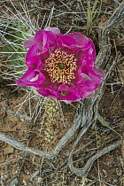 Plains Pricklypear (Opuntia polyacantha) cactus flowering, Arches National Park, Utah