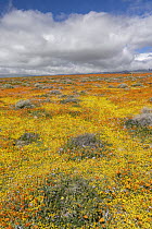 California Poppy (Eschscholzia californica) and Goldfield (Lasthenia californica) flowers, Antelope Valley, super bloom, California
