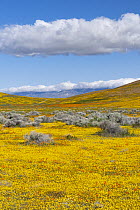 California Poppy (Eschscholzia californica) and Goldfield (Lasthenia californica) flowers,super bloom, Antelope Valley, California