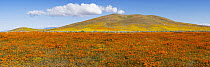 California Poppy (Eschscholzia californica) and Goldfield (Lasthenia californica) flowers, super bloom, Antelope Valley, California
