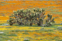 California Poppy (Eschscholzia californica) flowers and Joshua Trees (Yucca brevifolia), super bloom, Antelope Valley, California