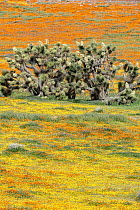 California Poppy (Eschscholzia californica) flowers and Joshua Trees (Yucca brevifolia),super bloom, Antelope Valley, California