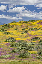 Purple Owl's Clover (Castilleja exserta) and Goldfield (Lasthenia californica) flowers, super bloom, Carrizo Plain National Monument, California