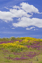Purple Owl's Clover (Castilleja exserta) and Goldfield (Lasthenia californica) flowers, Carrizo Plain National Monument, California