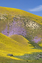 Lacy Phacelia (Phacelia tanacetifolia) and Hillside Daisy (Monolopia lanceolata) flowers, Temblor Range, super bloom, Carrizo Plain National Monument, California