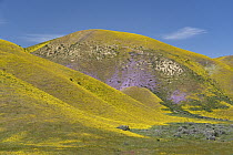 Lacy Phacelia (Phacelia tanacetifolia) and Hillside Daisy (Monolopia lanceolata) flowers, super bloom, Temblor Range, Carrizo Plain National Monument, California
