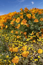 California Poppy (Eschscholzia californica) flowers, super bloom, Antelope Valley, California