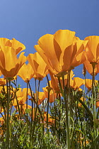 California Poppy (Eschscholzia californica) flowers, super bloom, Antelope Valley, California