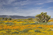 California Poppy (Eschscholzia californica) flowers and Joshua Tree (Yucca brevifolia), super bloom, Antelope Valley, California
