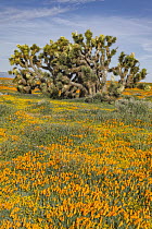 California Poppy (Eschscholzia californica) flowers and Joshua Tree (Yucca brevifolia), super bloom, Antelope Valley, California