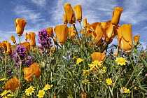 California Poppy (Eschscholzia californica), Purple Owl's Clover (Castilleja exserta) and Goldfield (Lasthenia californica) flowers, super bloom, Antelope Valley, California