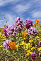 California Poppy (Eschscholzia californica), Purple Owl's Clover (Castilleja exserta) and Goldfield (Lasthenia californica) flowers, super bloom, Antelope Valley, California