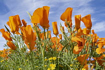 California Poppy (Eschscholzia californica) and Goldfield (Lasthenia californica) flowers, super bloom, Antelope Valley, California