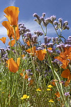 California Poppy (Eschscholzia californica) and Lacy Phacelia (Phacelia tanacetifolia) flowers, super bloom, Antelope Valley, California