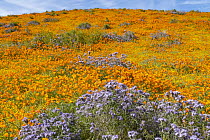 California Poppy (Eschscholzia californica) and Lacy Phacelia (Phacelia tanacetifolia) flowers,super bloom, Antelope Valley, California